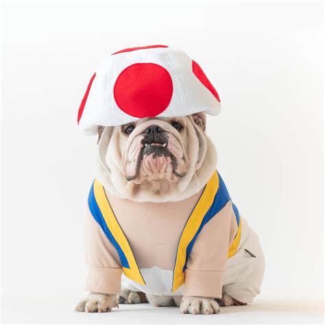 dog toadstool costume